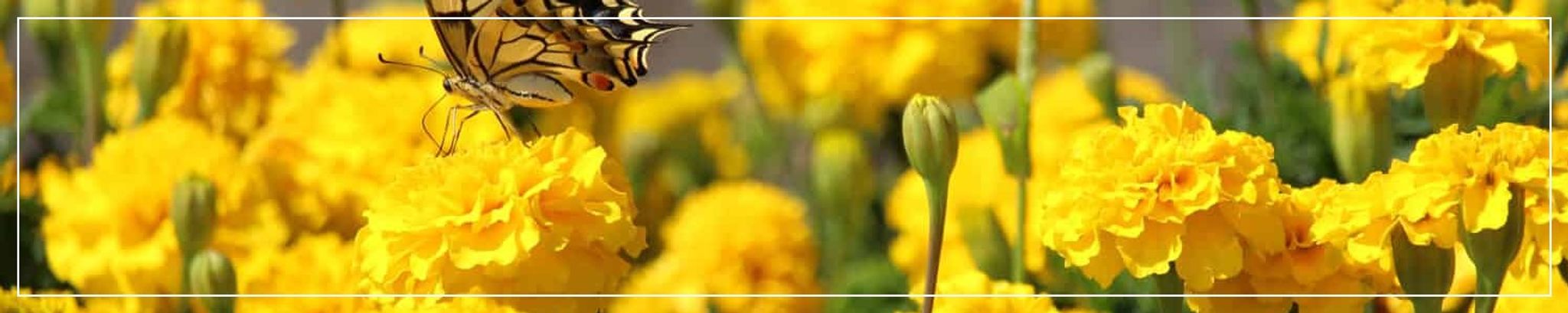 Cover for Sandra Joyce Rinehart's Obituary