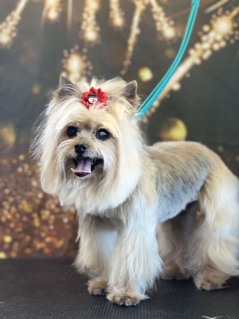 Fancy May Denton Profile Photo