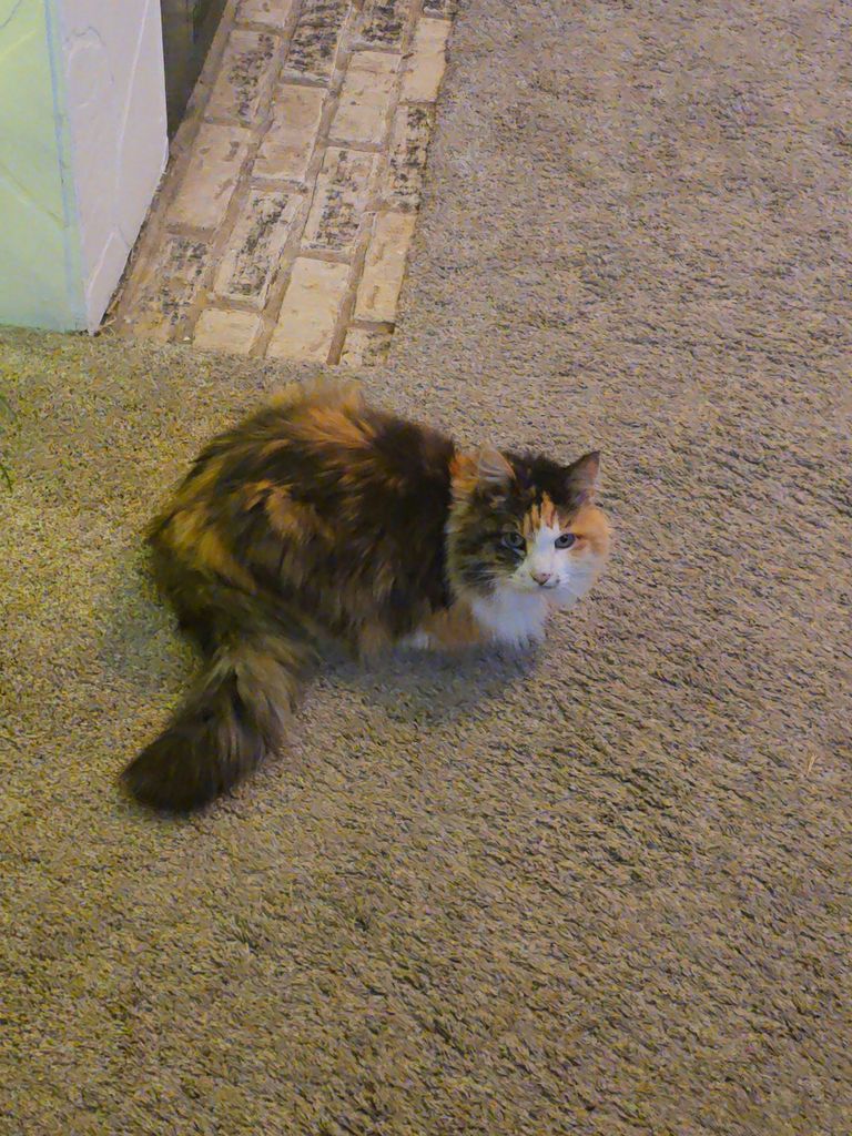 Patches Parks Profile Photo