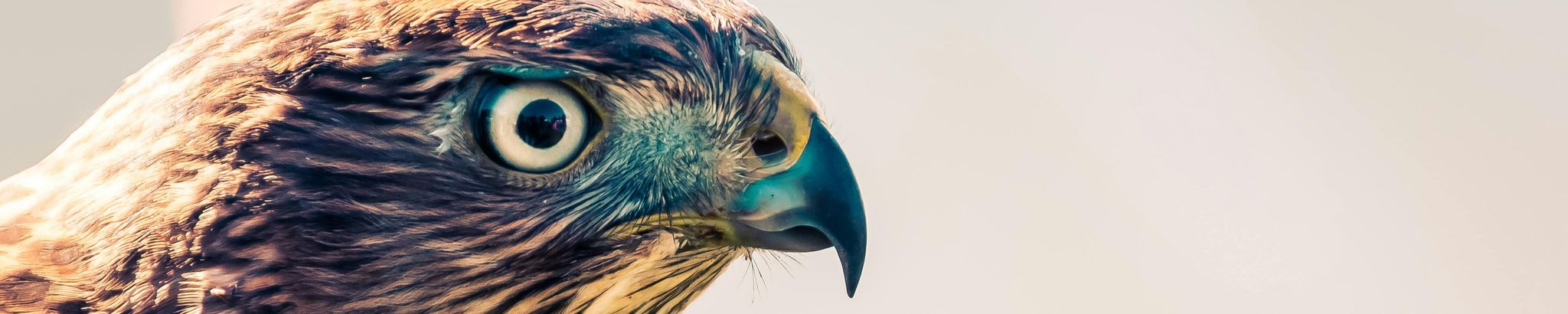 Cover for Christopher J. Lynch's Obituary