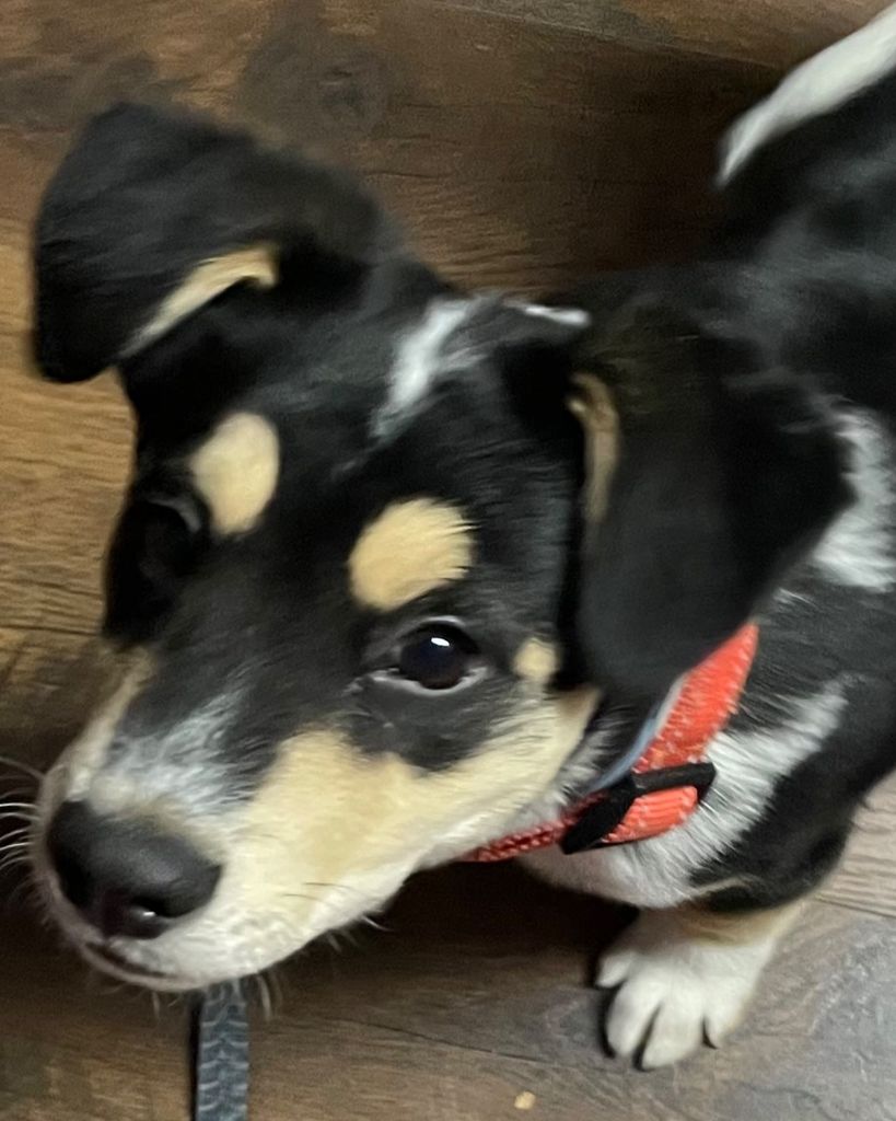 Spot Winston Profile Photo