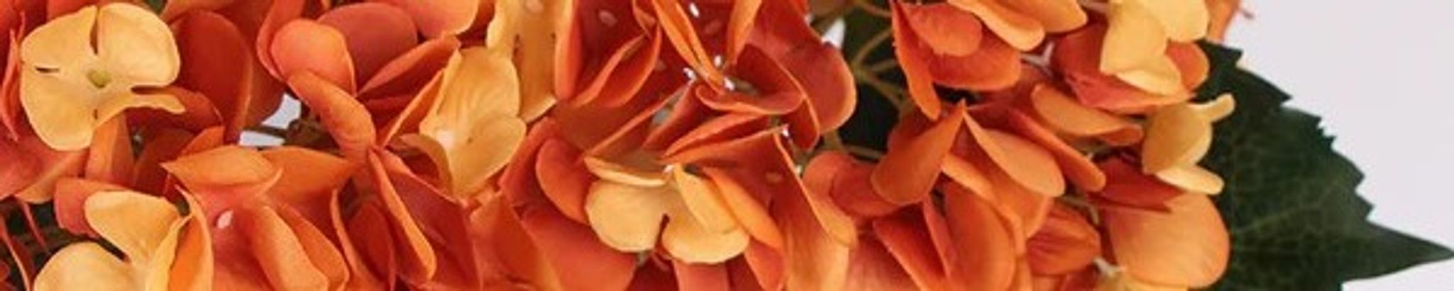 Cover photo for Julia Bosco's Obituary