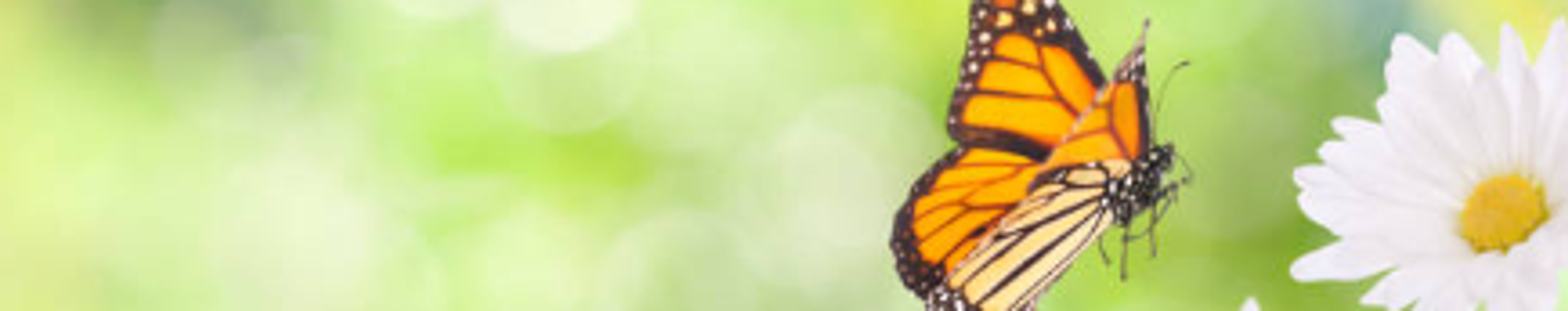 Cover for Margarita Vega Chavira's Obituary