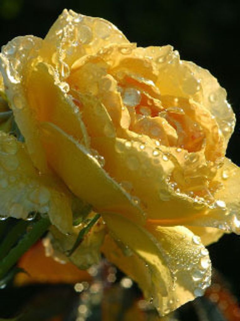 Miss Mae Gladys Henderson Profile Photo