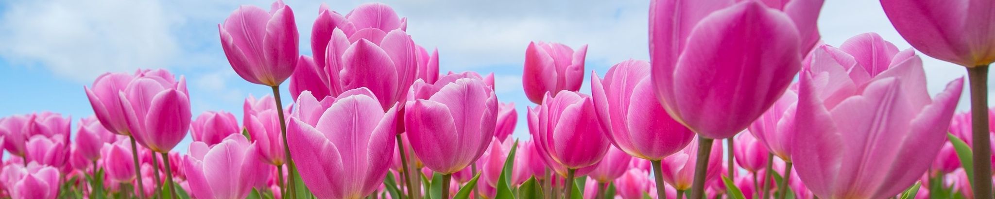 Cover photo for Genevieve Wilson Morris's Obituary