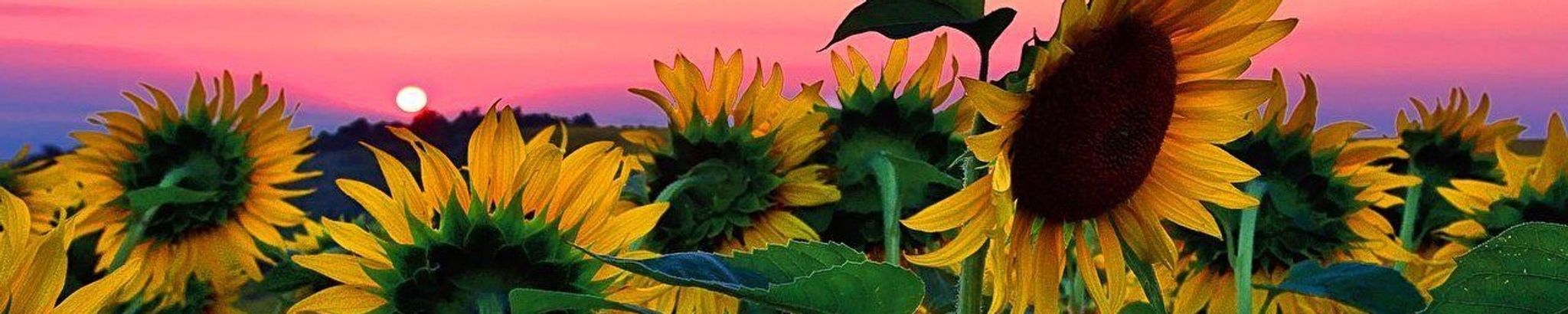 Cover photo for Jenny Lynn Kasten's Obituary