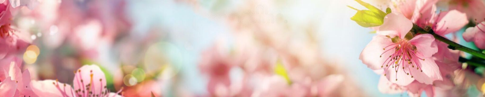 Cover photo for Linda E. Welch Mullins's Obituary