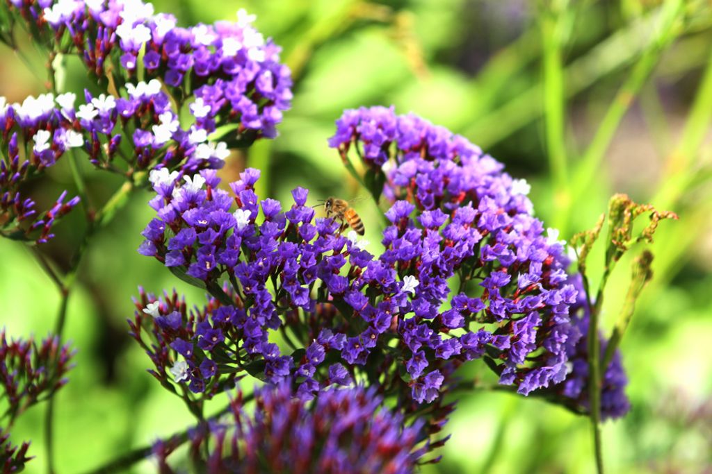 Patricia "Chris" Fleenor Profile Photo