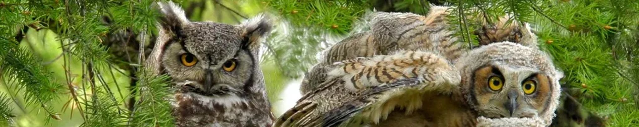 Cover for Barbara Medley Wagstaff's Obituary