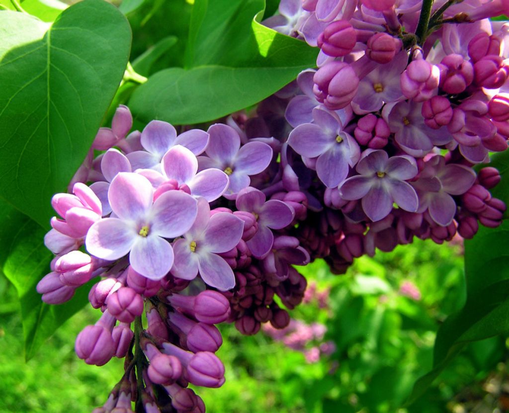 Alice "Dot" Anne (Altizer)  Cooley Profile Photo