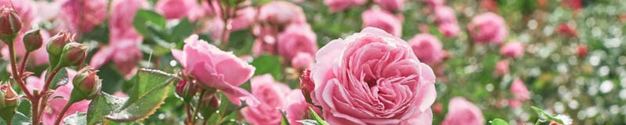 Cover for Rose Marie Draime's Obituary