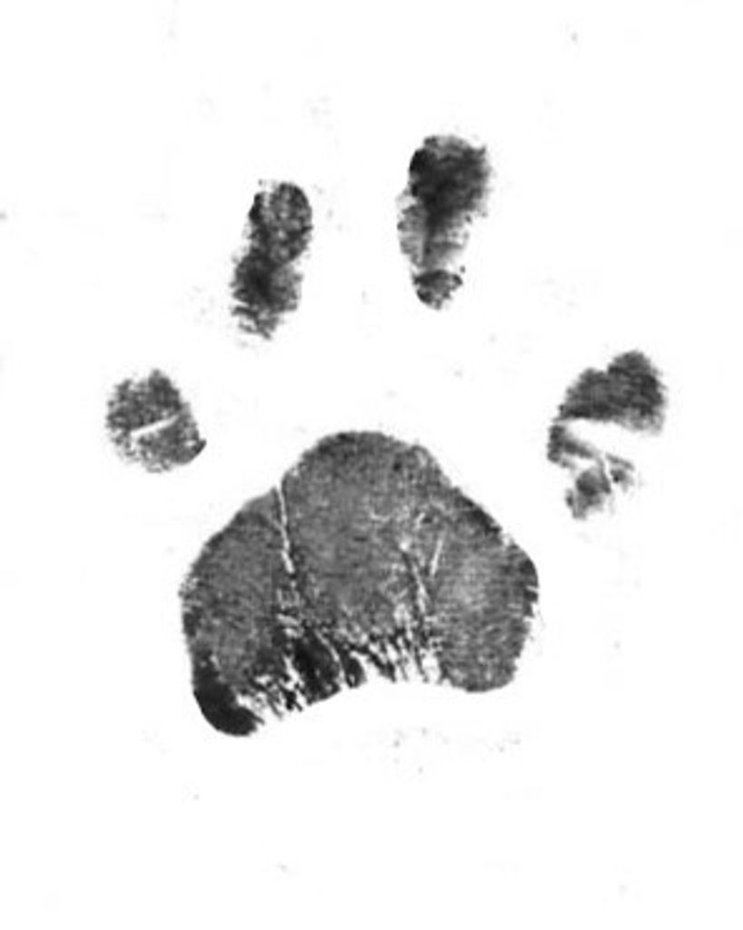 Princess Sipe Profile Photo