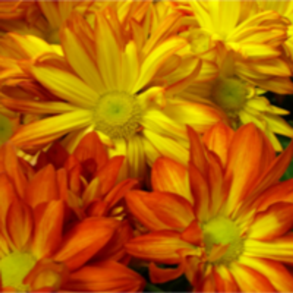 Darlene Antonette Heble