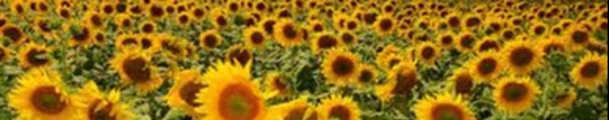 Cover for Sandra "Sandy" Marie Larson's Obituary