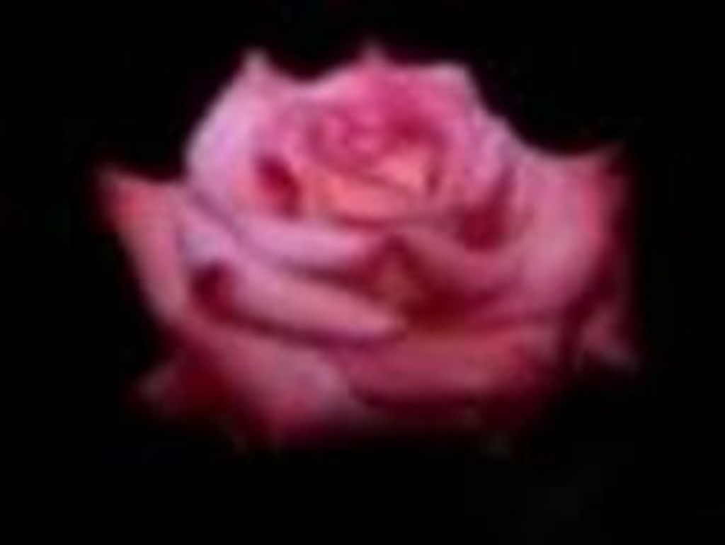 Graciela Null Ramirez Profile Photo
