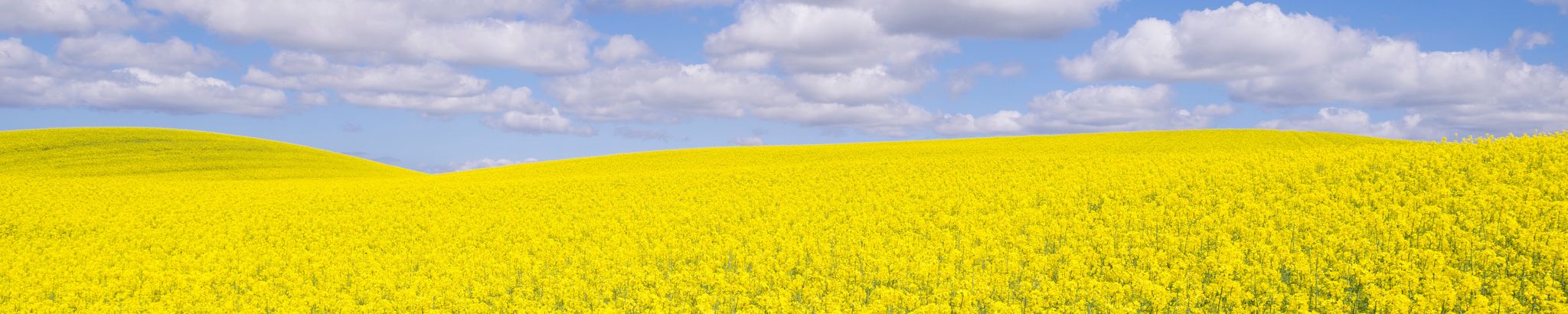 Cover for Anthony Charles Ostapowich's Obituary