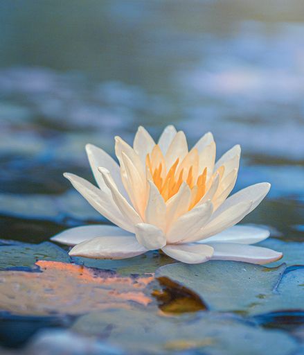Eva Elaine Kowalski's obituary image