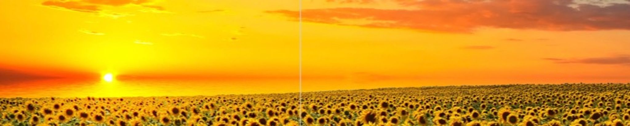 Cover photo for Cynthia Jean Drake's Obituary