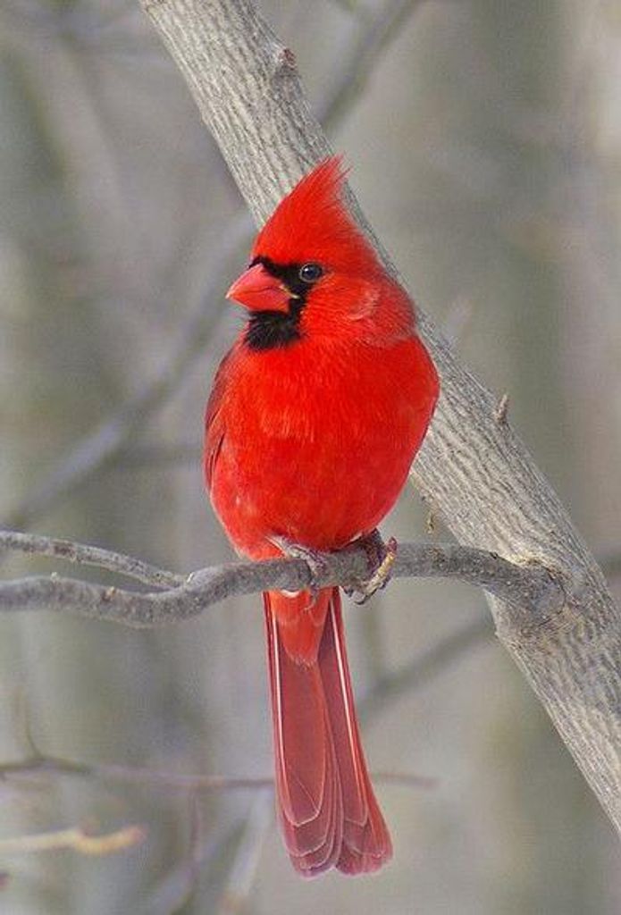 Jewel Judy Debolt Profile Photo