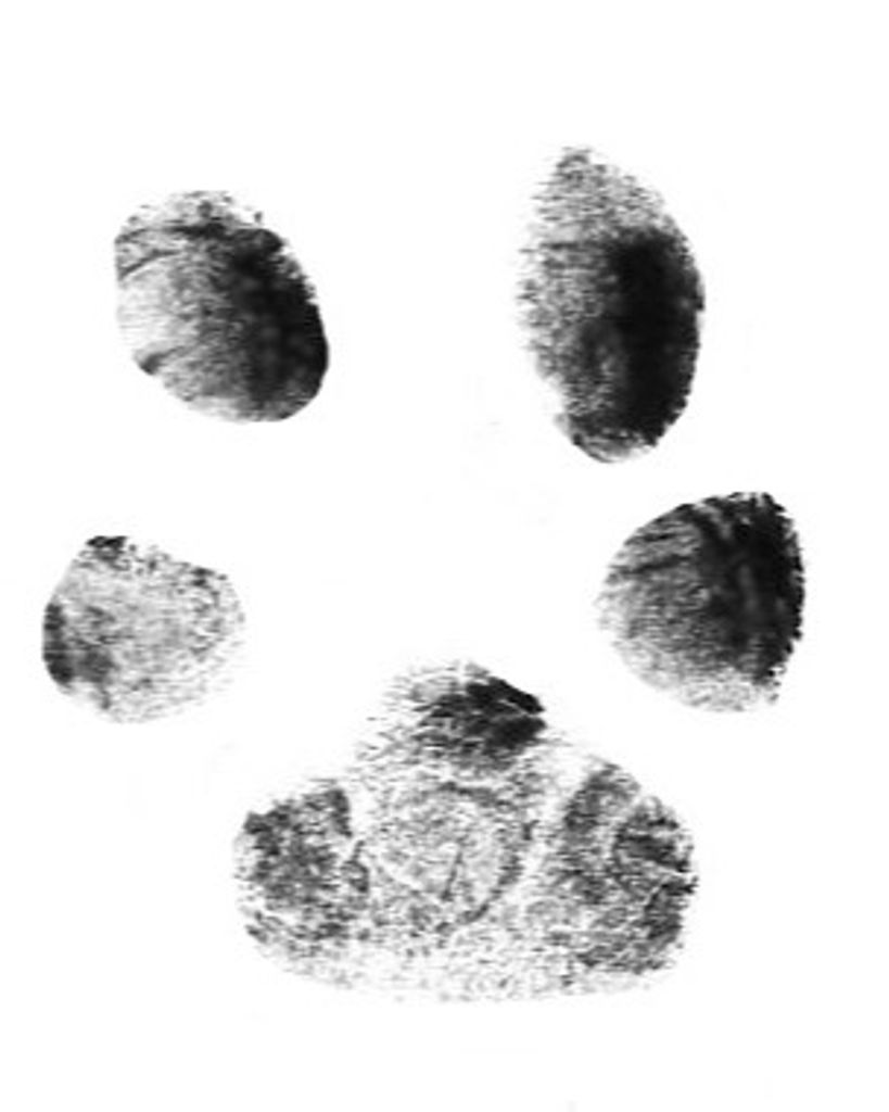 Dusty Guzzi Profile Photo