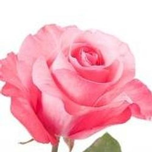 Larue K. Roth Profile Photo