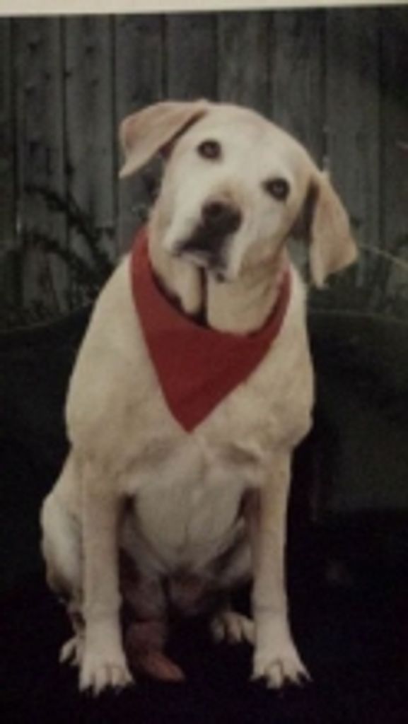 Shylow Peel Profile Photo