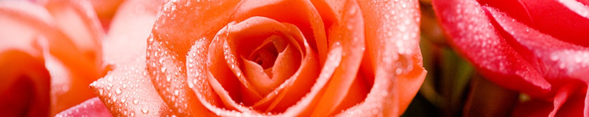 Cover photo for Judy Lovelace's Obituary