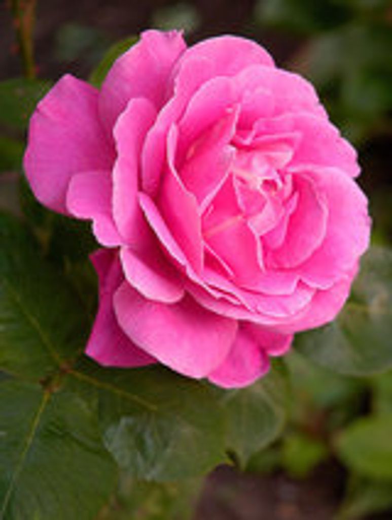 Rose Quinn