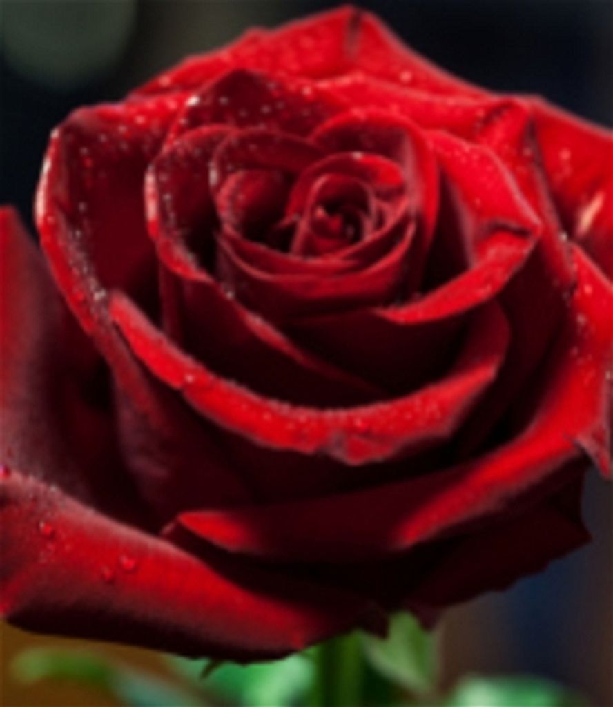 Lois Ann Barrett Profile Photo