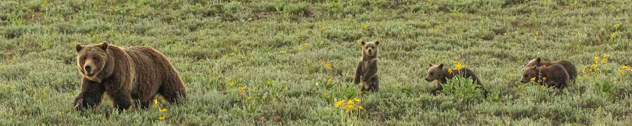 Cover for Wilma (Lensman) Golden's Obituary