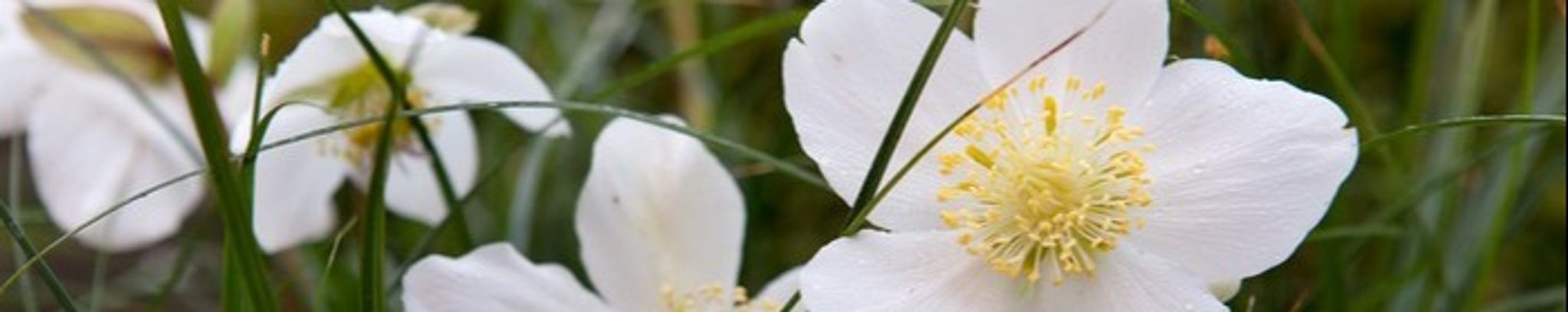 Cover photo for Betty Maureen "Molly" Montgomery Sanford's Obituary