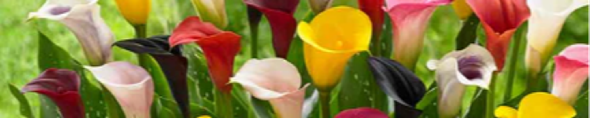 Cover photo for George Joseph Bond's Obituary