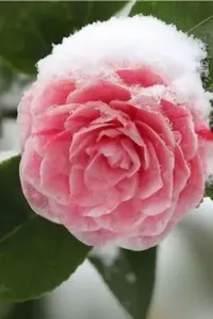 Rose Denise Berger