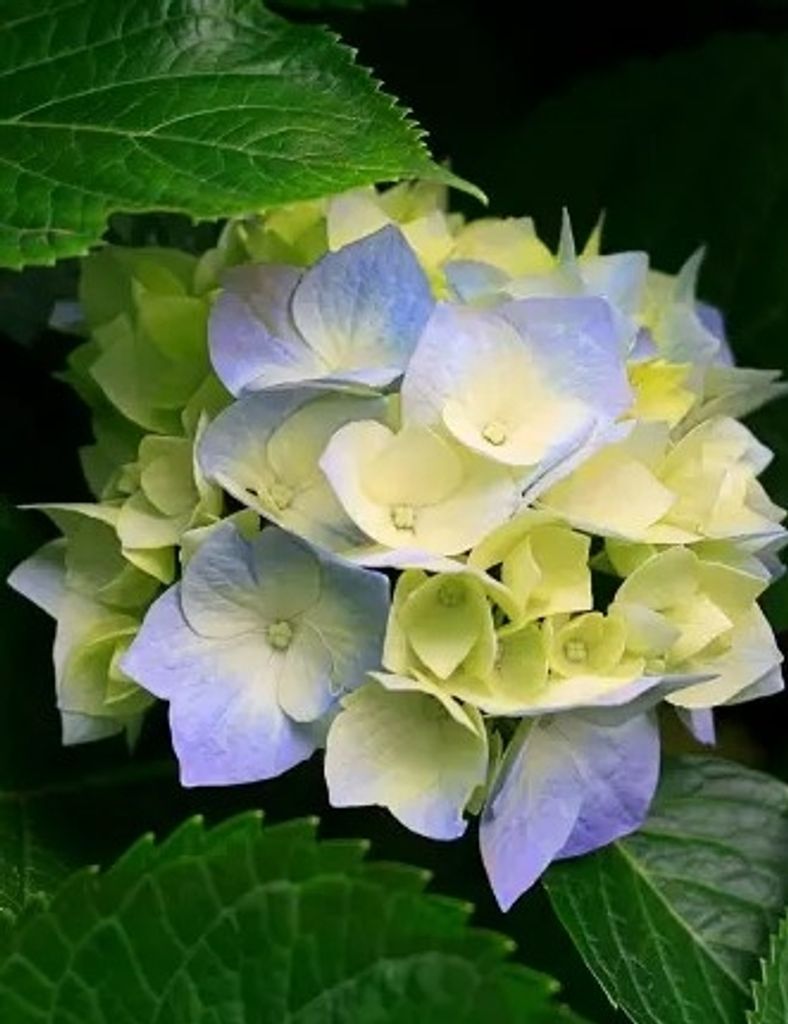 Samantha Gale Tillman Profile Photo