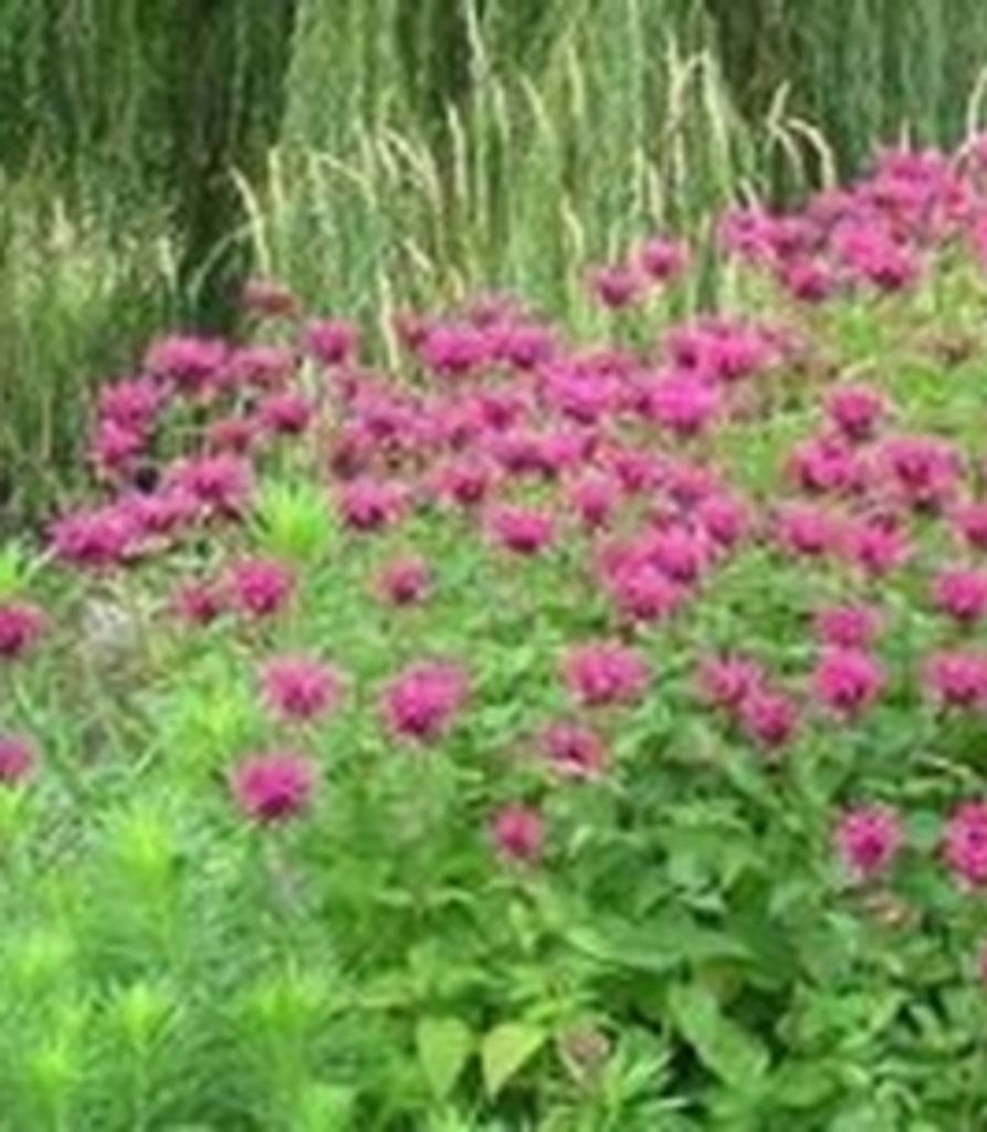 Harriet Christiansen