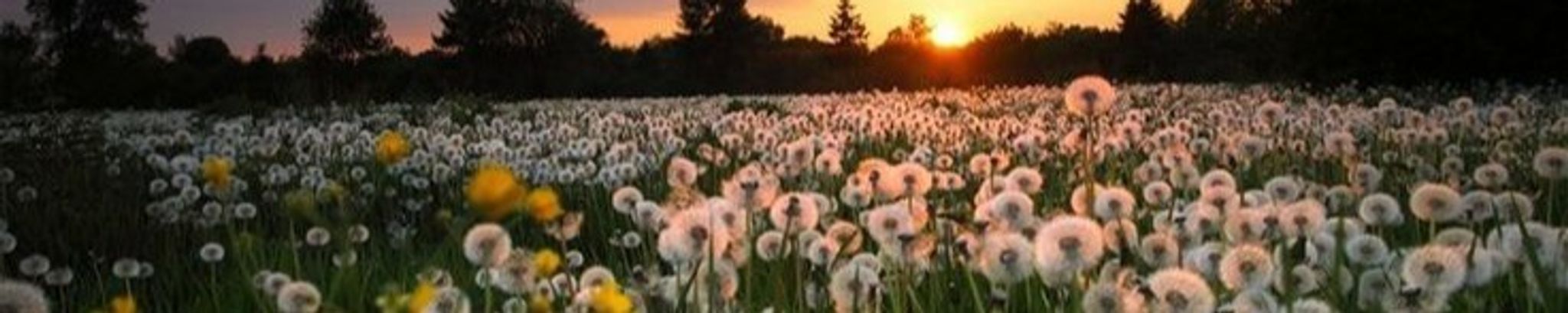 Cover photo for Donna Clarice Huffmaster's Obituary
