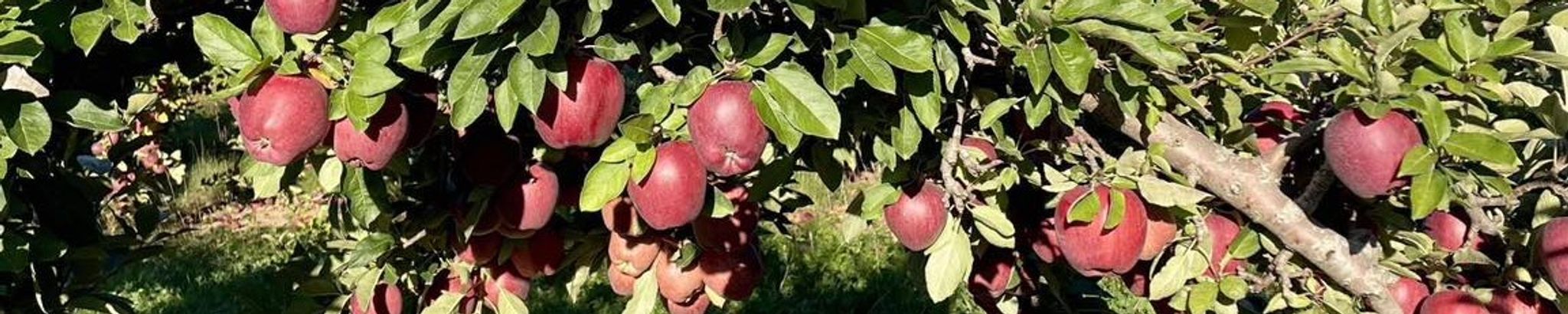 Cover for Shah-Bahram "George" Espantman's Obituary