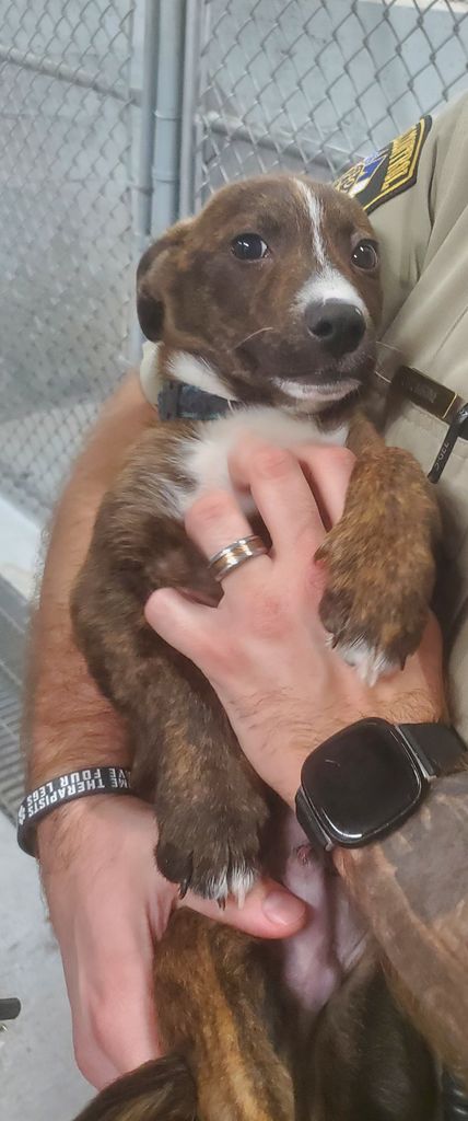 Brindle Baby Profile Photo