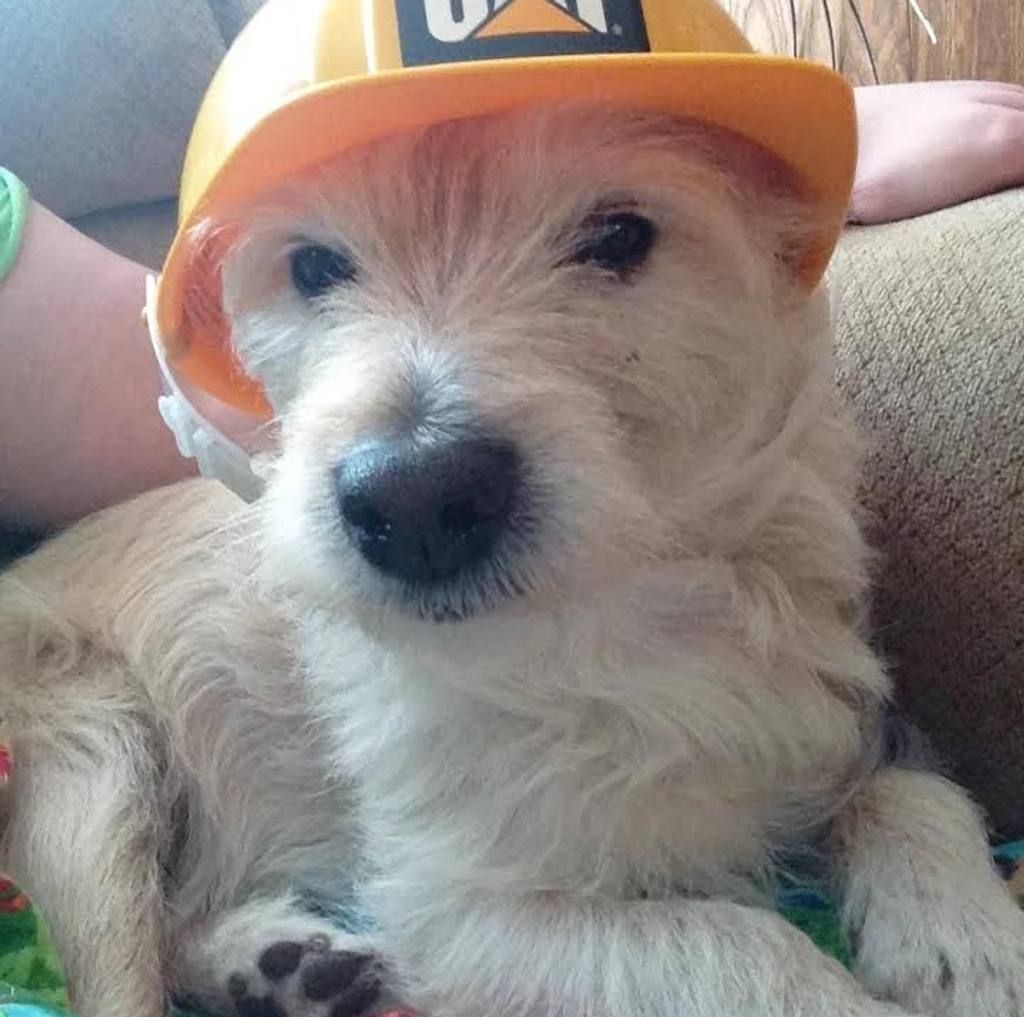 Sparky Profile Photo