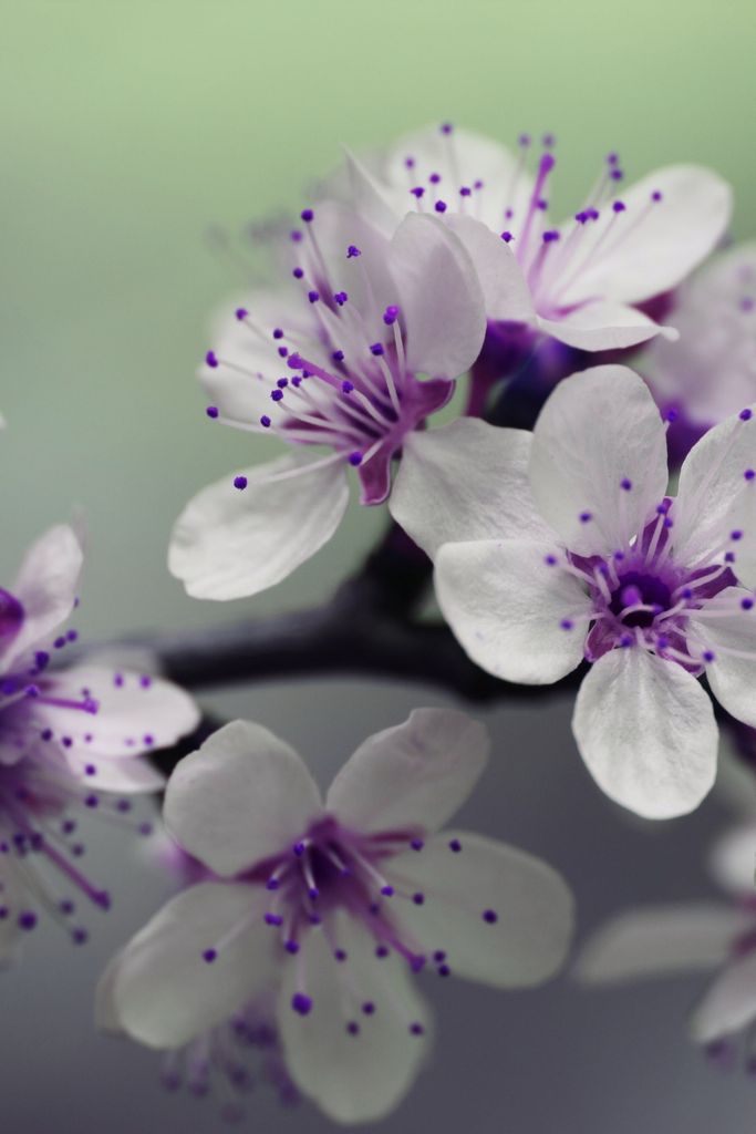 Georgia Reeves Thrash