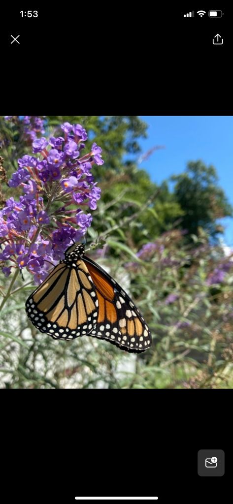 Patricia Jayne Ford Profile Photo