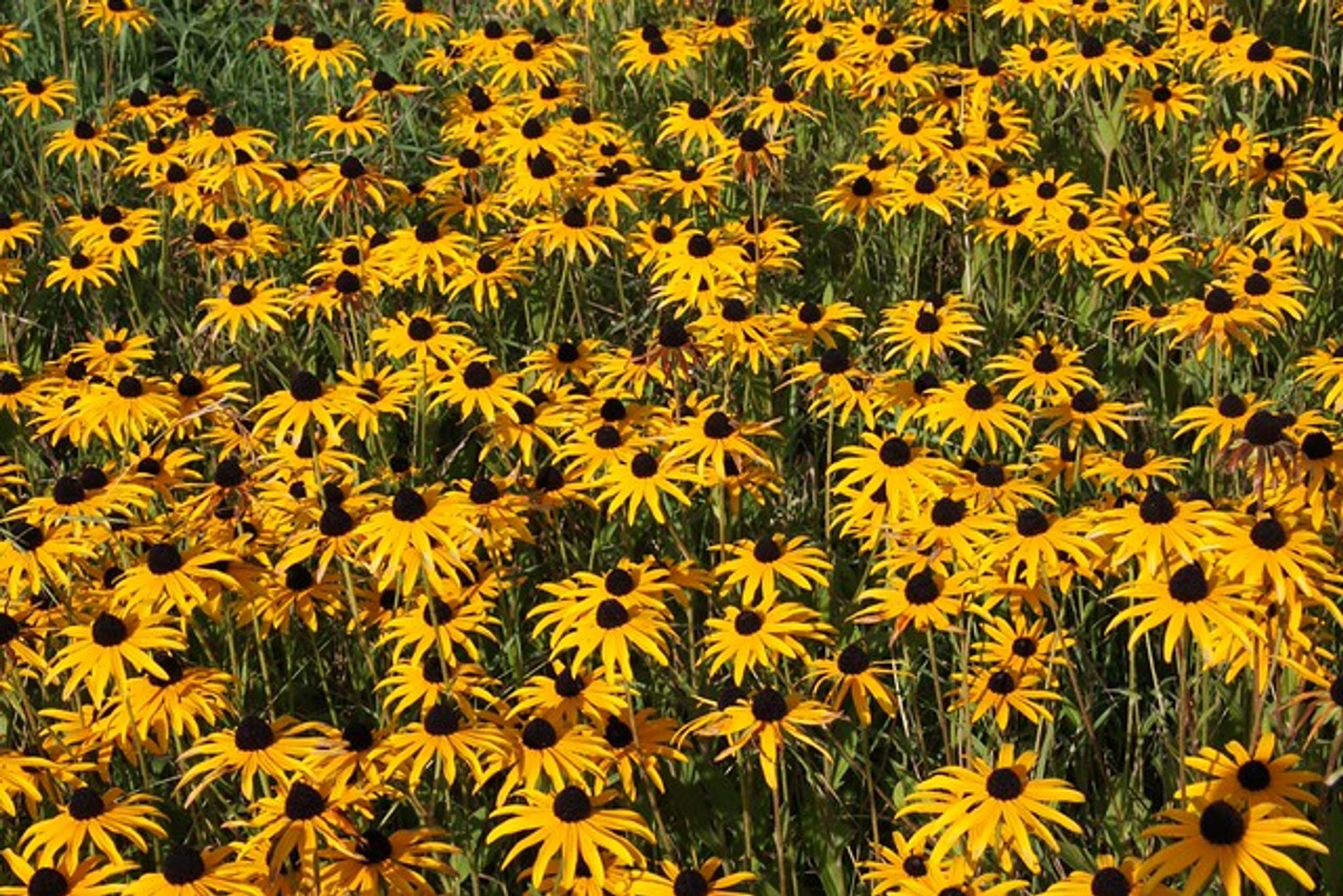 Cover for Donna Louise Bree's Obituary