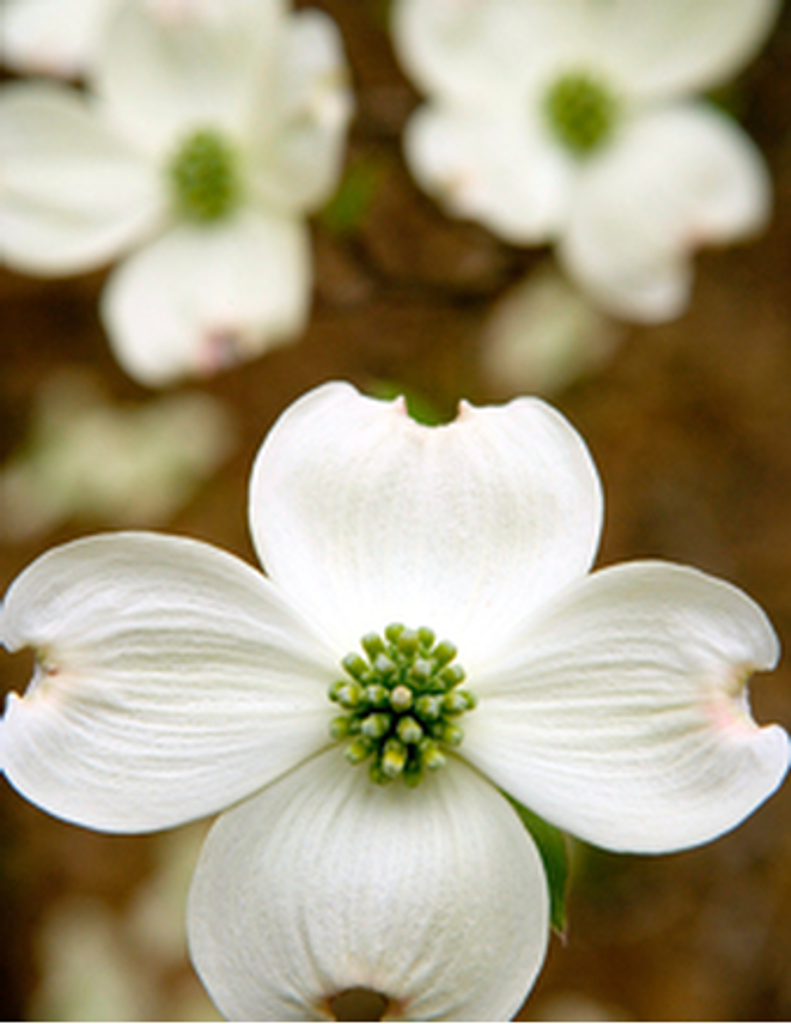 Mignon (Tanner) Harnisch