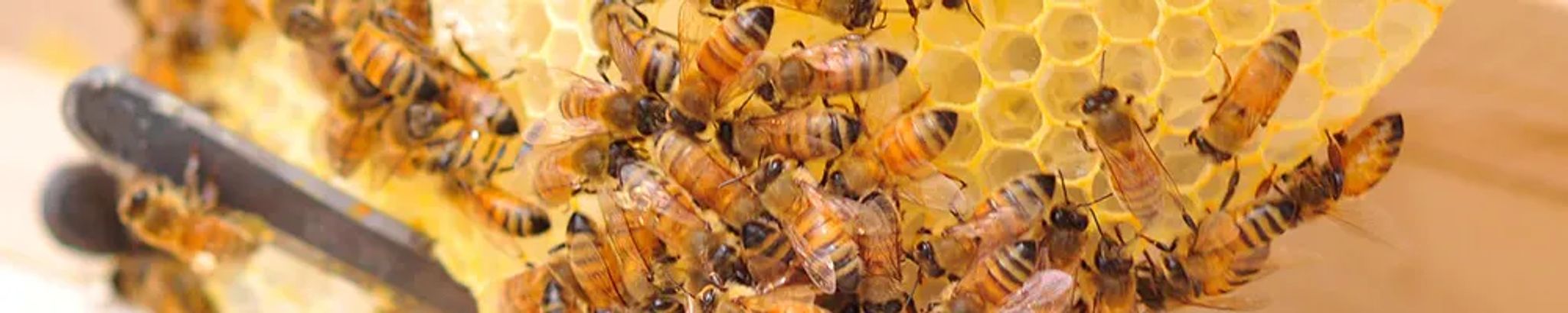 Cover for Darwin Zingelman's Obituary