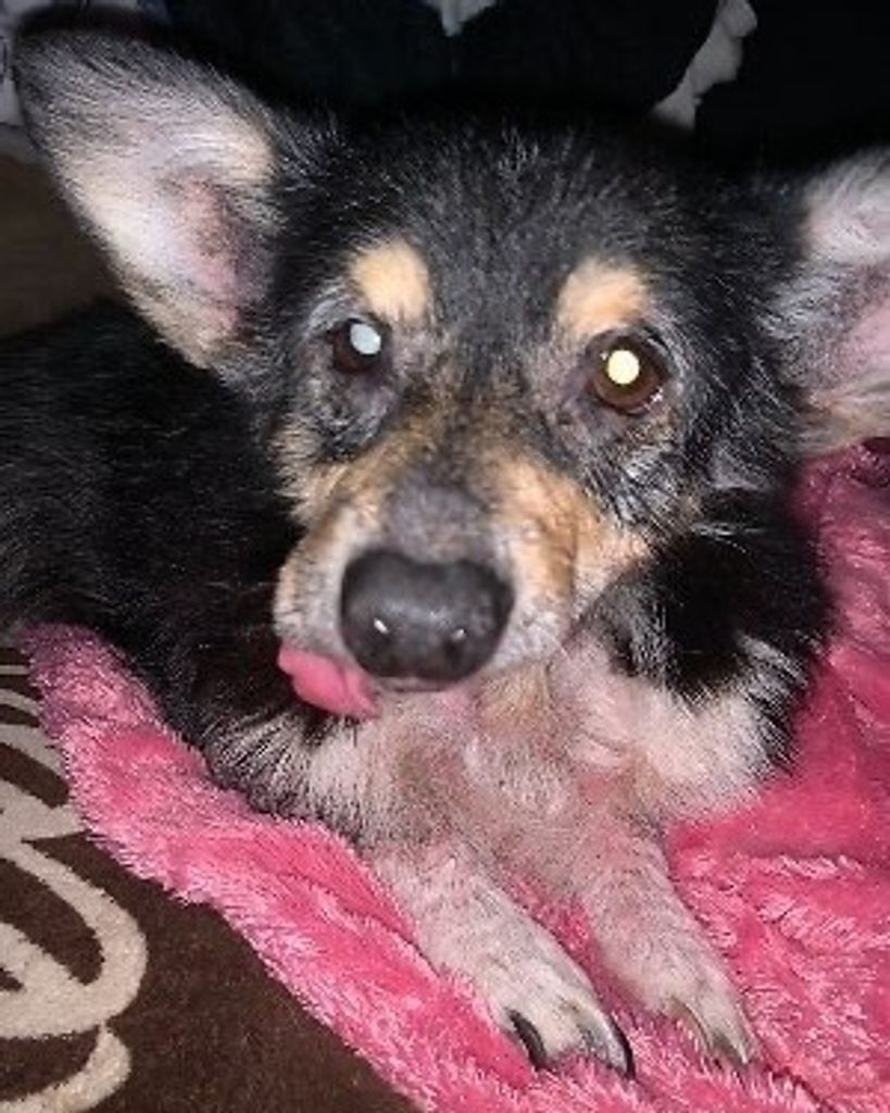 Little Dog Profile Photo