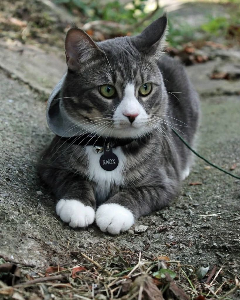 Knox Franks Profile Photo