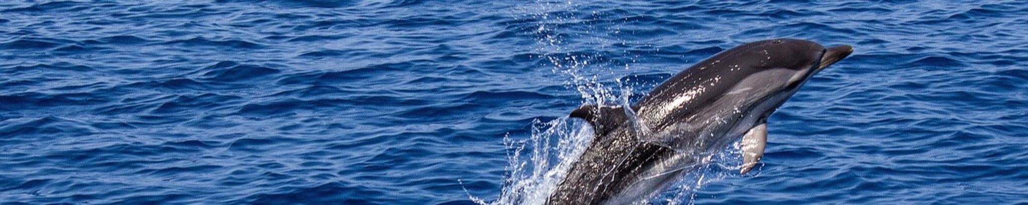 Cover for Sara M. Danz's Obituary