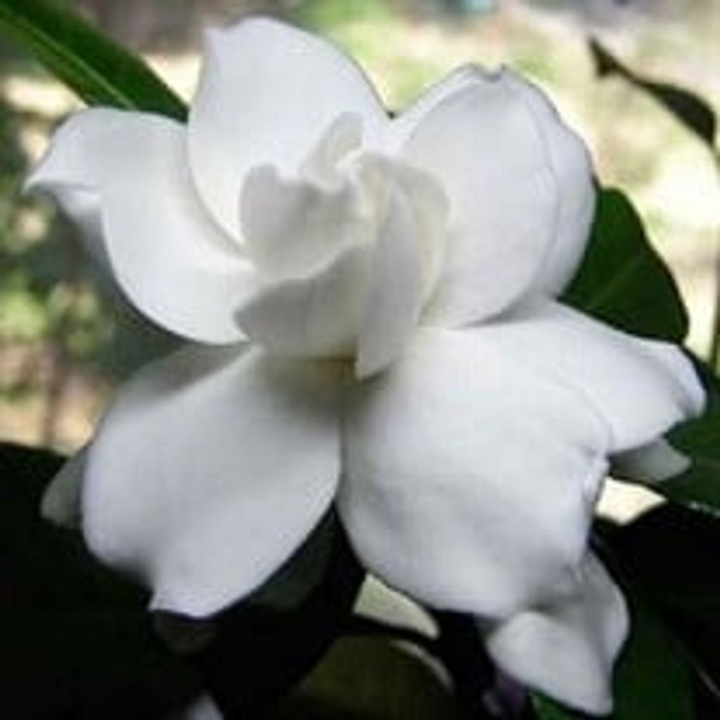 Sue Dodd Corder