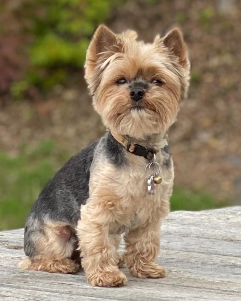 Charlie Profile Photo