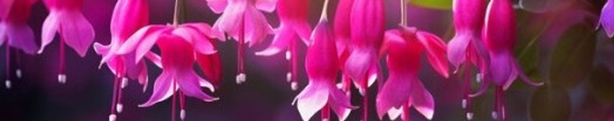 Cover photo for Maybell Burnett's Obituary
